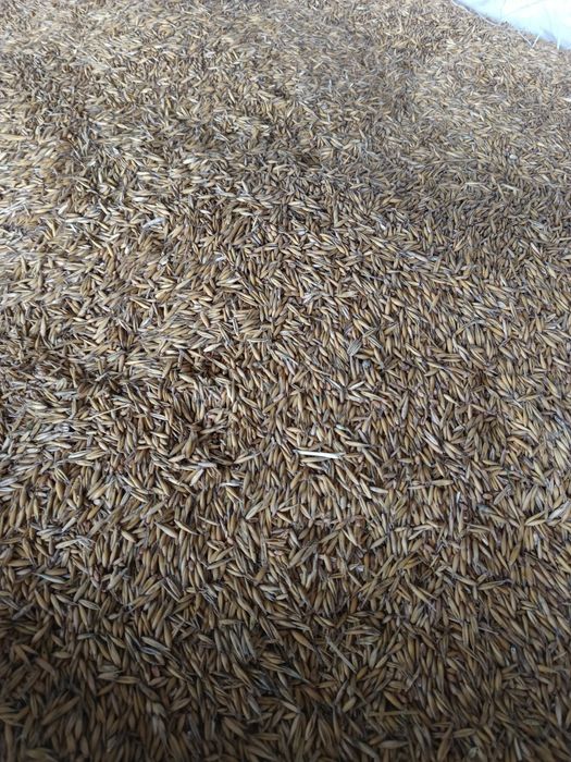 Mieszaka zbożowa  owies, jęczmień, pszenica