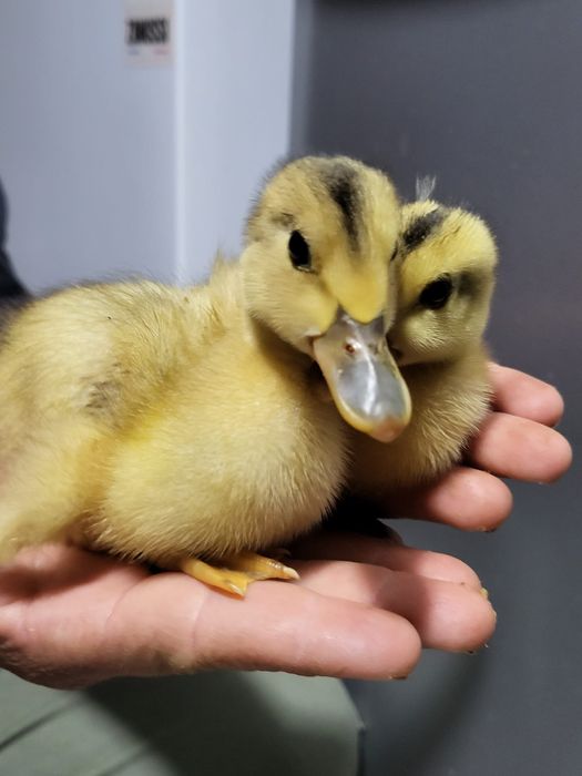 Vendo patos Rouen