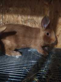 Продам кроликов породы бургунцы