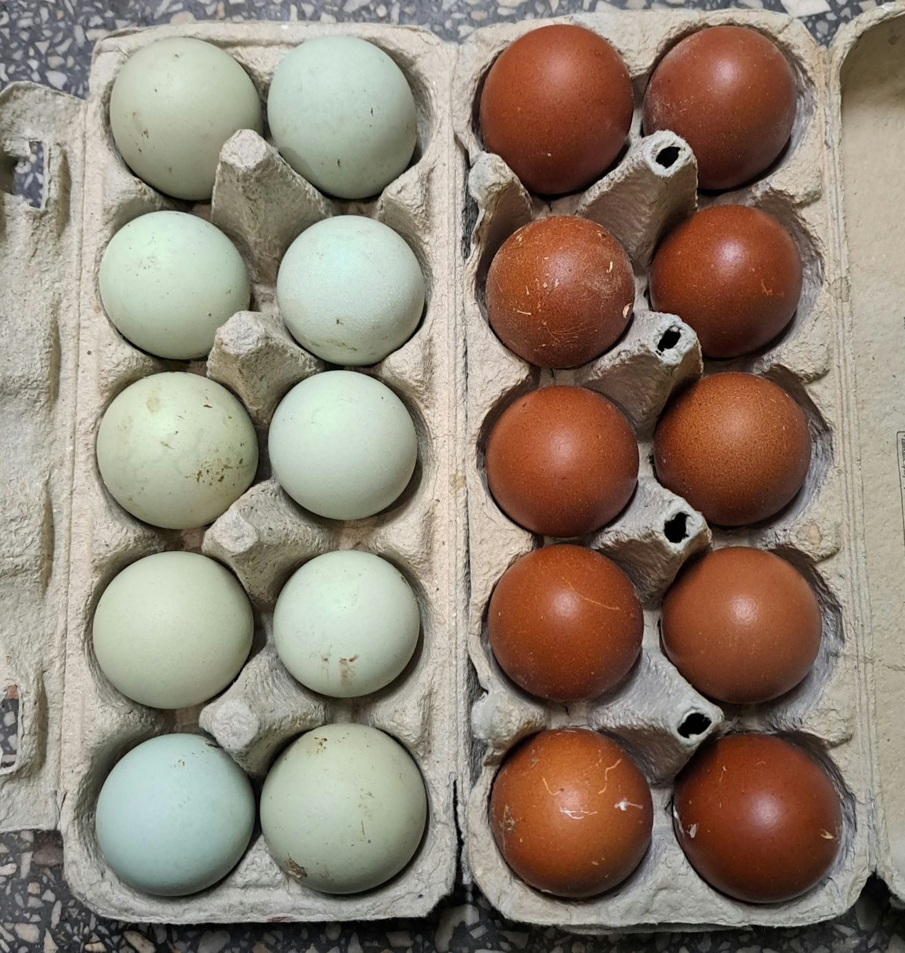 Jajka lęgowe marans, araukana, legbar