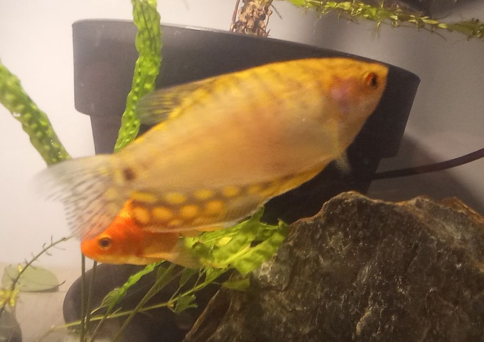 Gurami złote - złociste