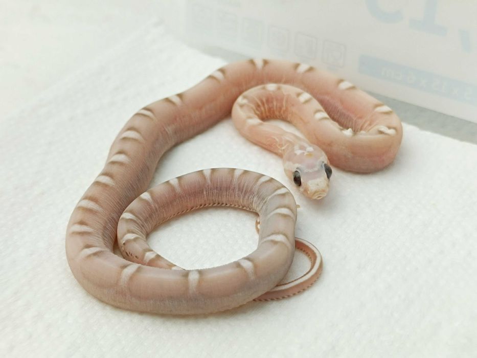 Wąż zbożowy / Ultramel Anery Motley Scaleless / SneakySnakes