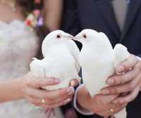 Białe gołębie na ślub 2024r.