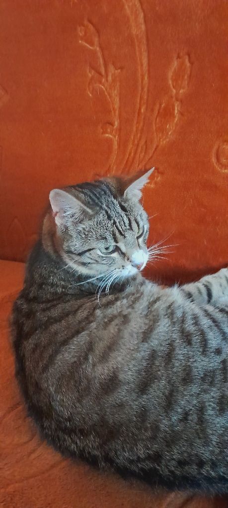 Kotek poszukiwany Mogilno
