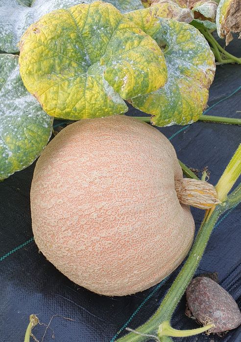 11 kg. Dynia duża na halloween. Odbiór osobisty w Lesznie.