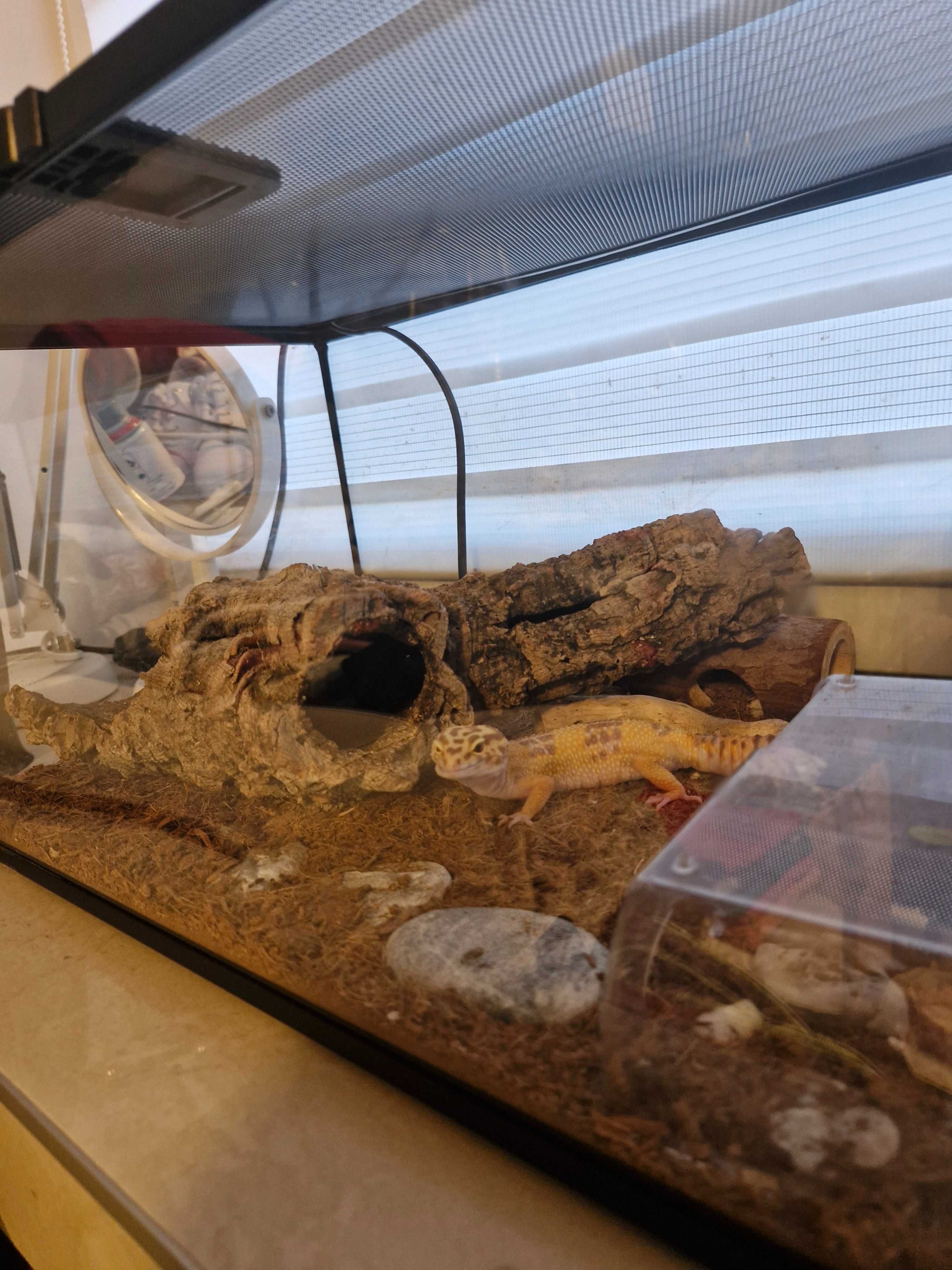 Sprzedam terarium