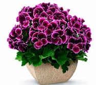 Пеларгонія ( герань, клачики)