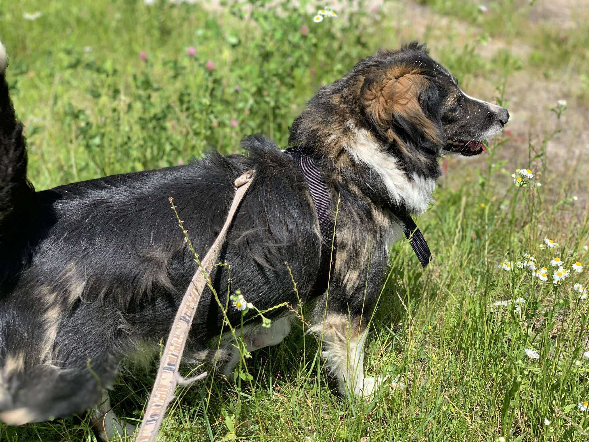 urocza suczka w typie owczarka australijskiego do adopcji