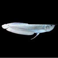 Silver Arowana vários tamanhos