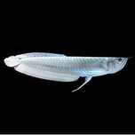 Silver Arowana vários tamanhos