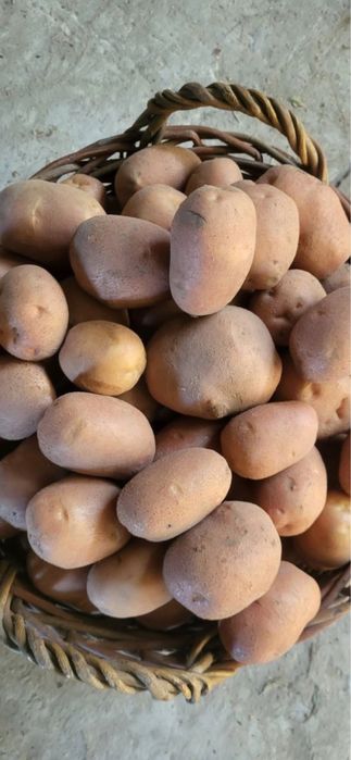Продам картошку, домашняя картошка сорта Белароса и Коломбо