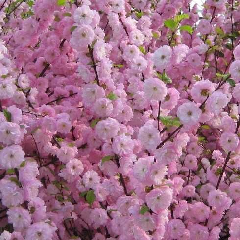 Саджанці декоративних рослин.  Сакура,  декоративний квітучий мигдаль