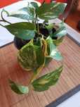 Epipremnum złociste Filodendron.