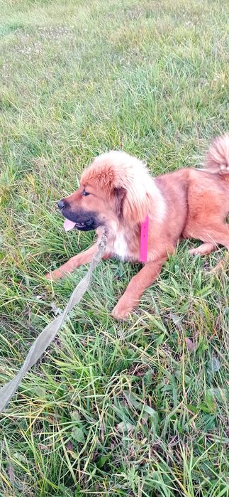 Mastif Tybetański FCI suczka