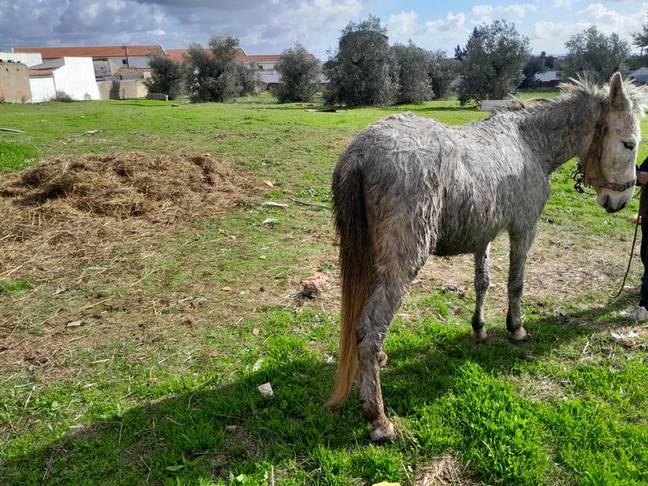 Vendo  ou troco mula
