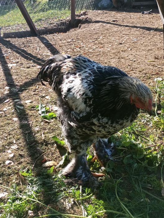 Koguty brahma  sprzedam
