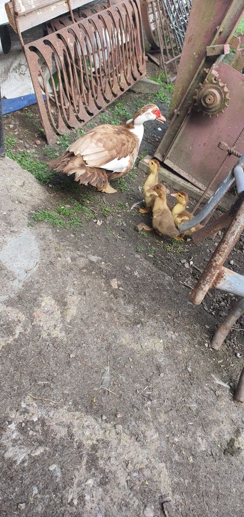 STRUSIE , kury ,kurczaki kaczki. itp...