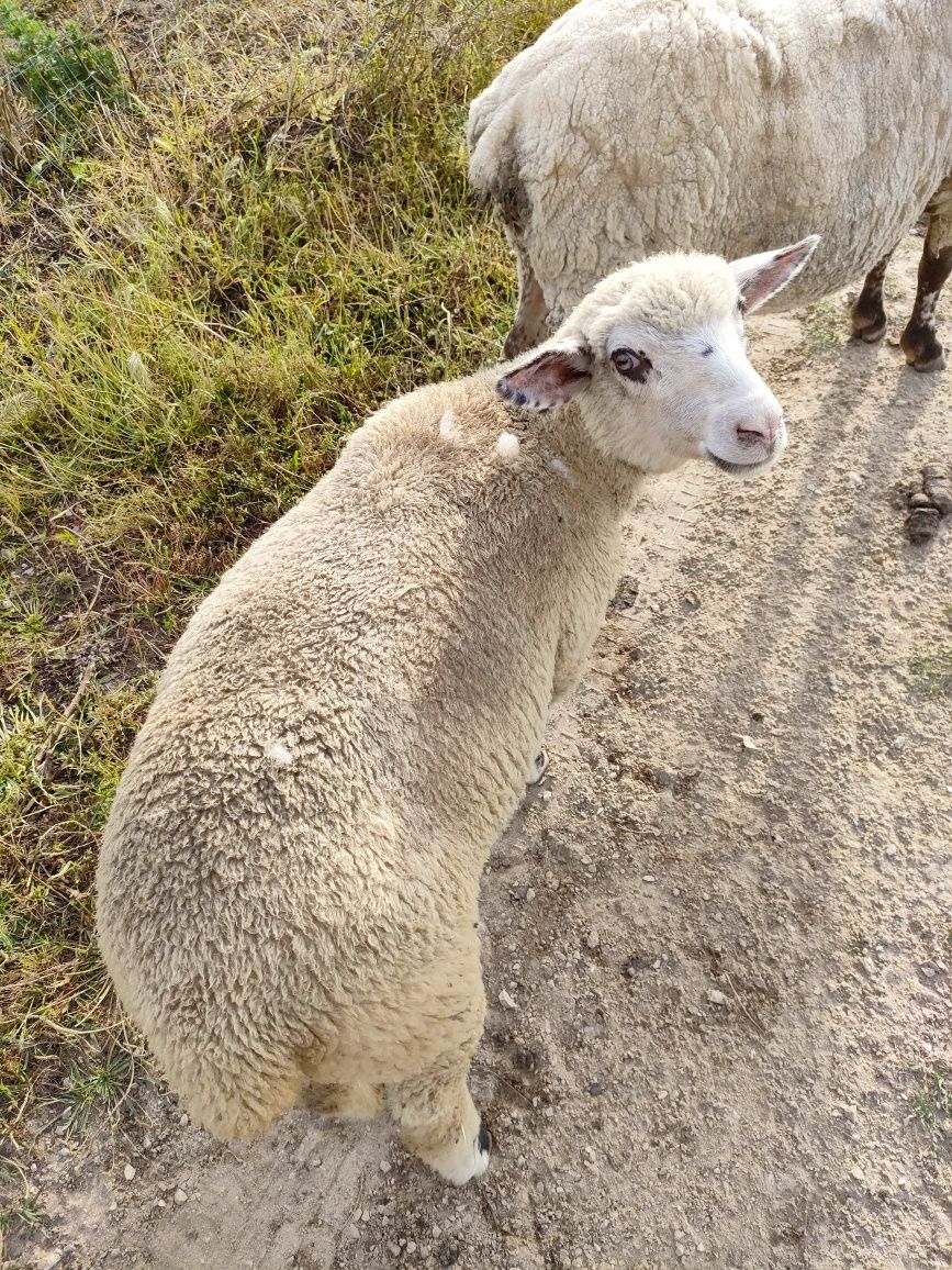 Vendo borrega nova