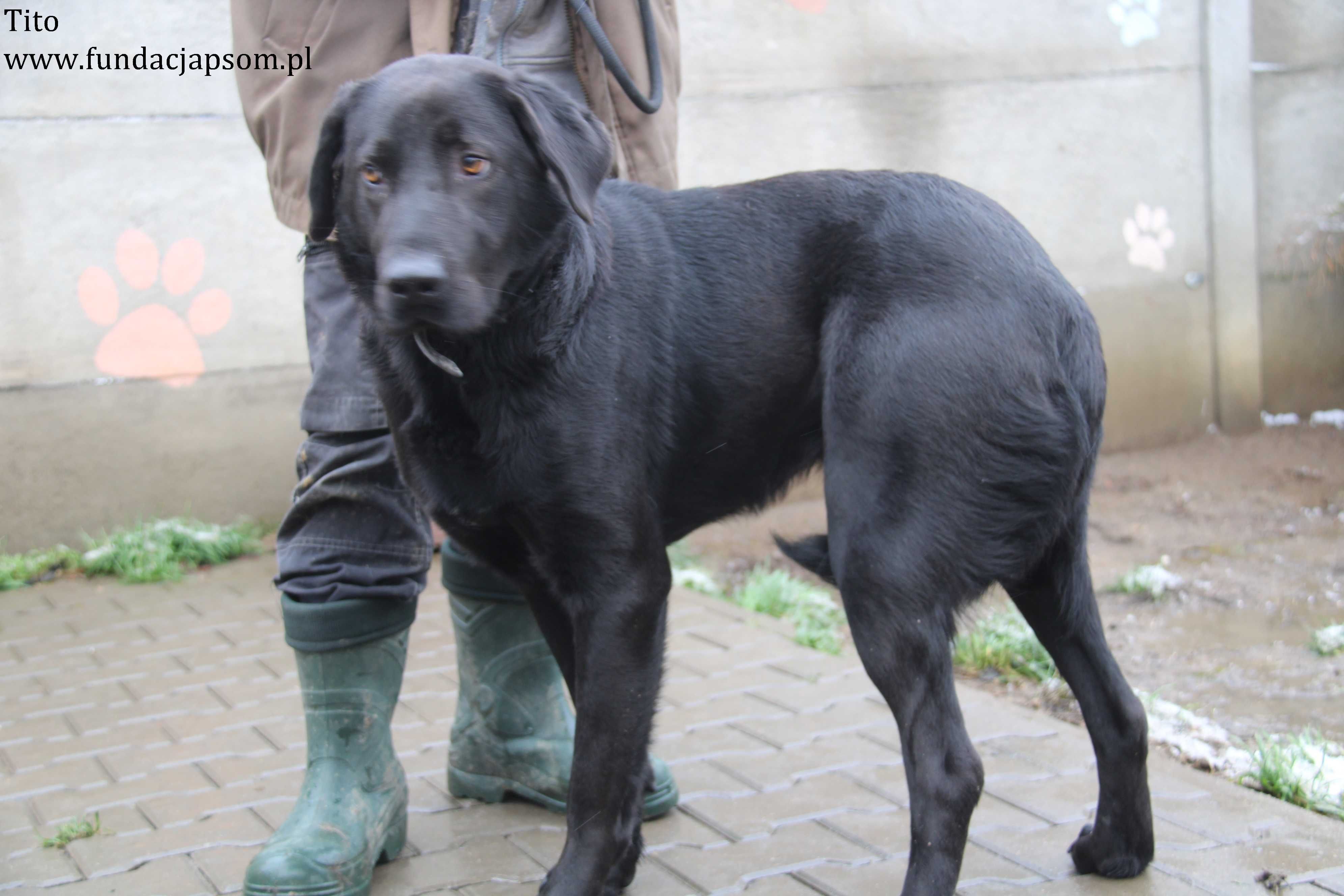 Tito piękny pies w typie Labradora