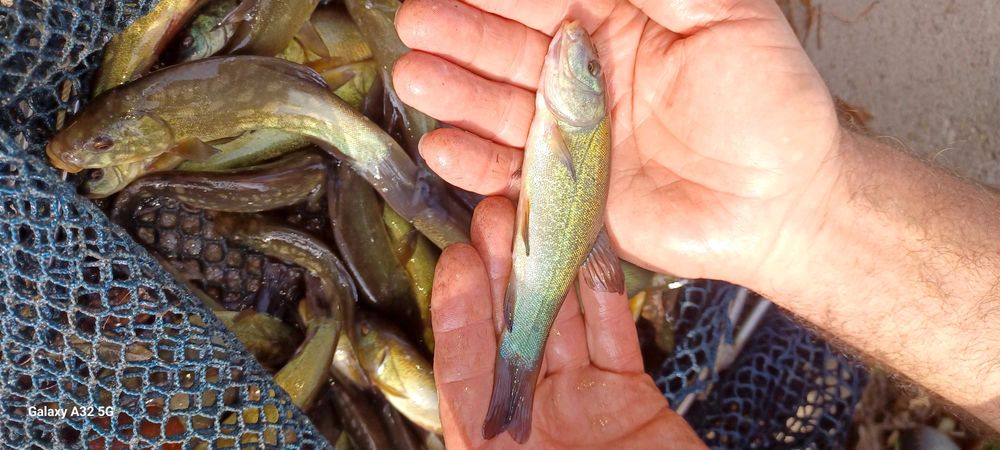 Sprzedam narybek lina