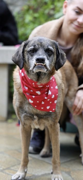 Wspaniały Ząbek szuka domu