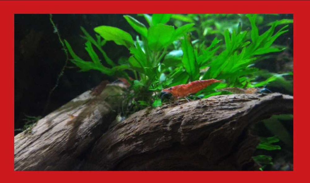 Krewetki / MIX gatunków / kolorowe / odporne / szczęśliwe ;)