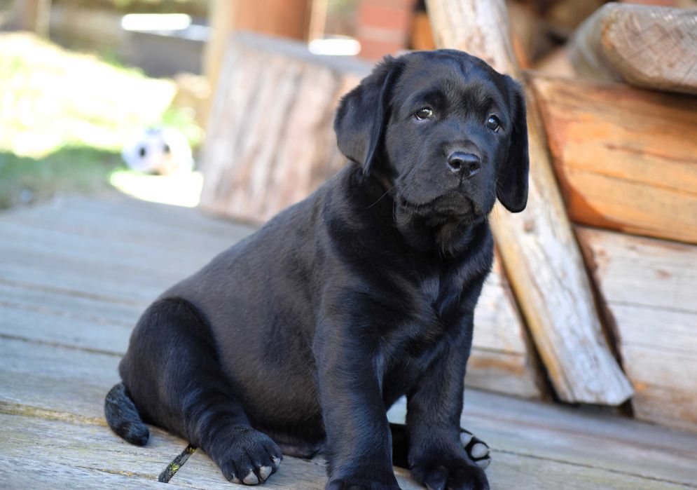 Śliczny szczeniak Labrador Retriever FCI