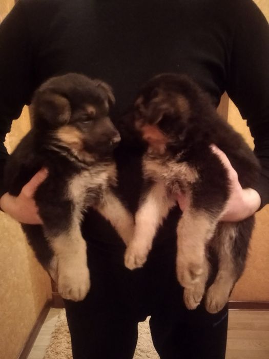 Продам цуценят Німецької вівчарки