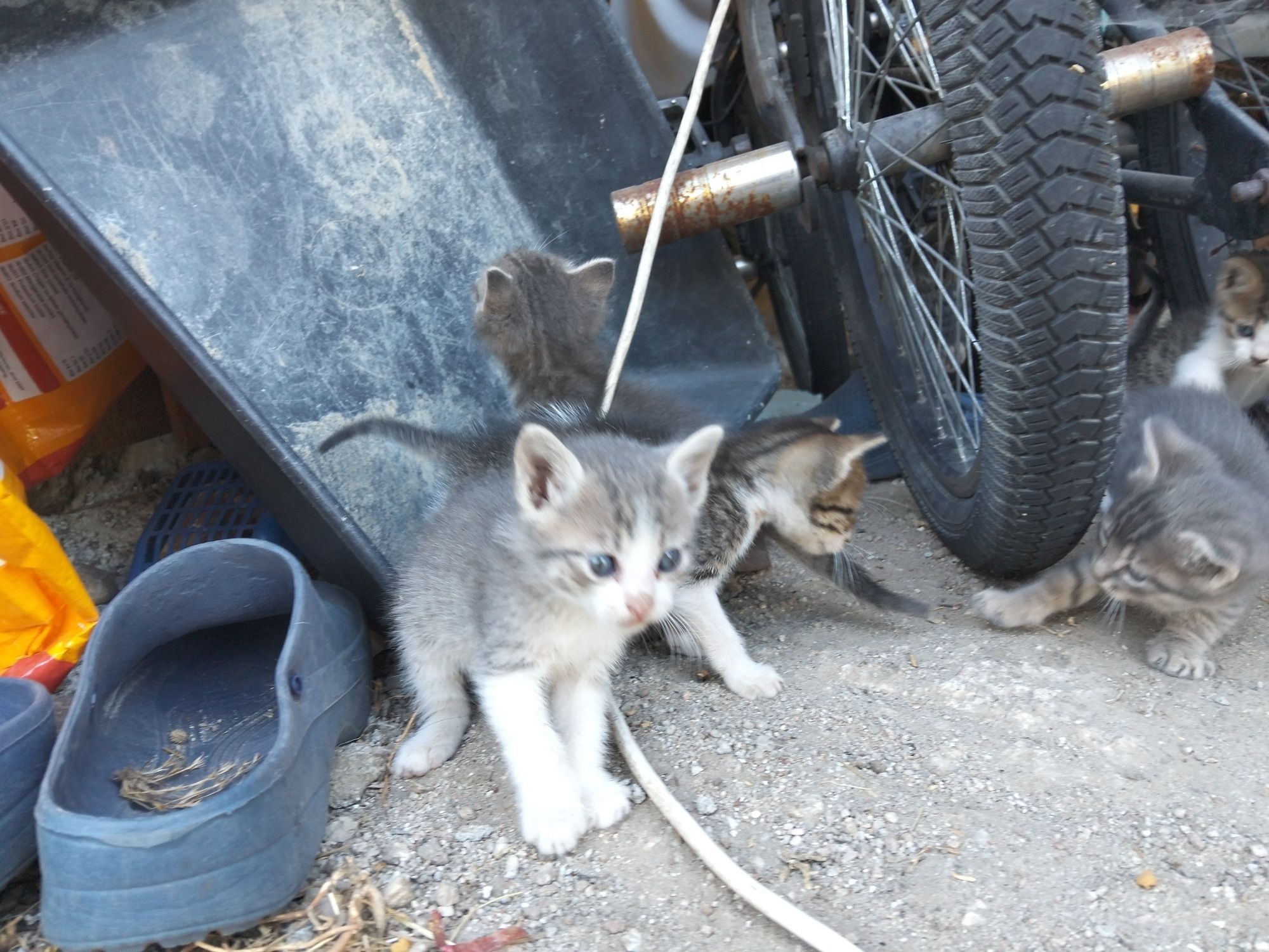 Gatinhos para Adoção