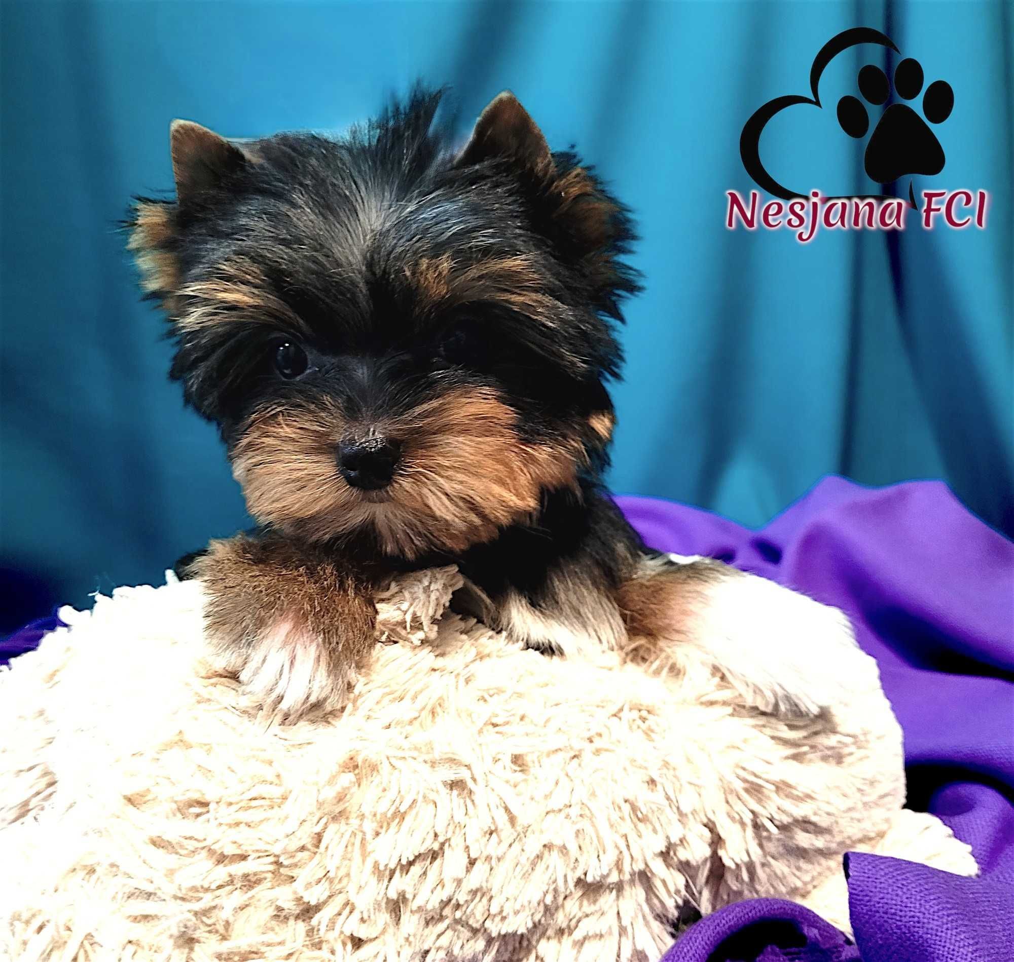 YORKSHIRE TERRIER FCI - uroczy malutki chłopczyk