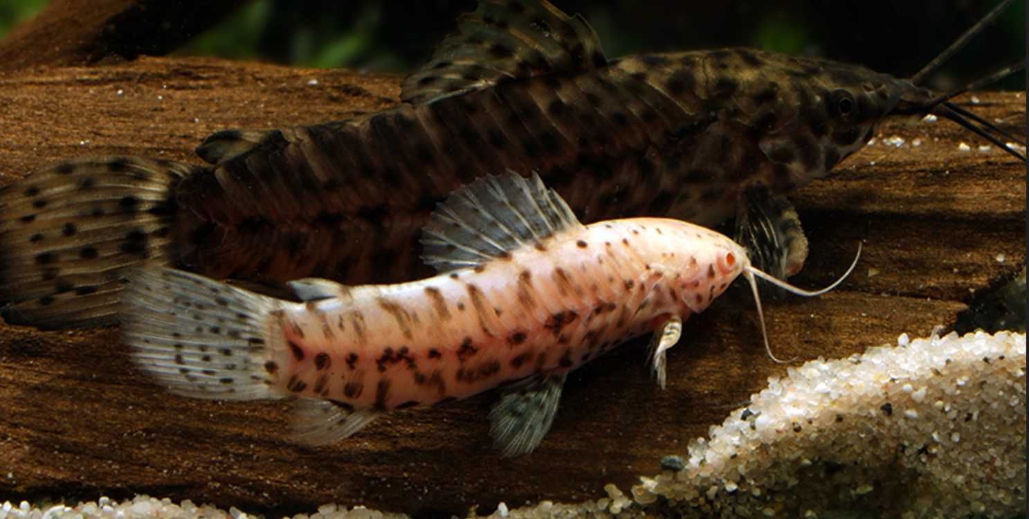 Kiryśnik czarnoplamy ALBINOS - Megalechis thoracata - dowóz, wysyłka