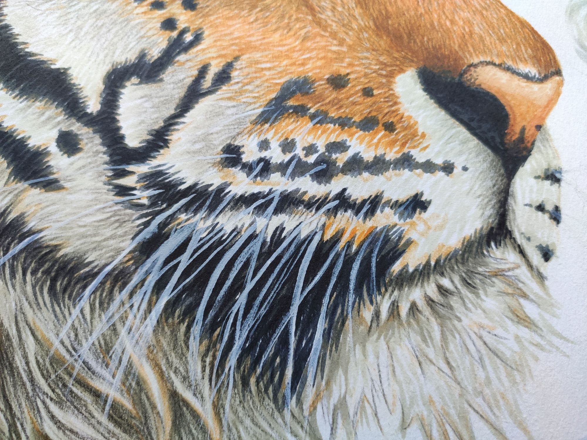 Картина а3 маркером тигр