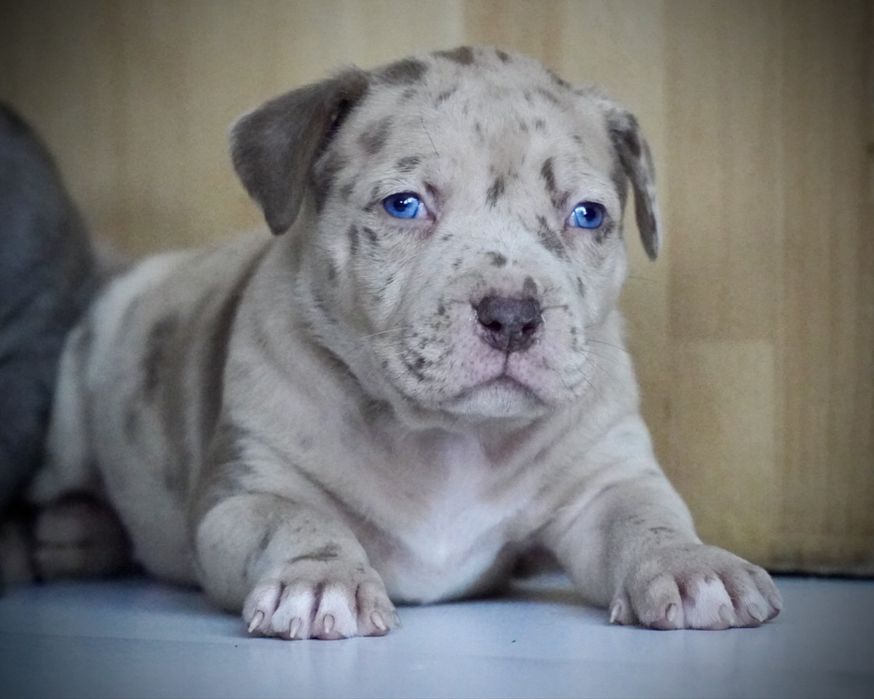 American Bully XL ABKC