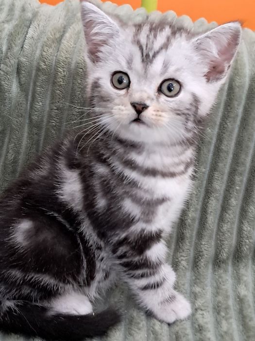 Мальчик! Великолепный плюшевый котёнок скотиш страйт редкого окраса!