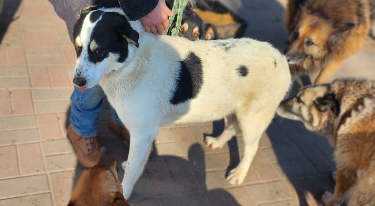 Lakuś do adopcji