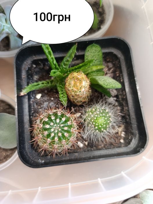 Продаж кімнатних сукулентів