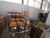 Vendo batatas de semente agrias e vermelhas prontas a semear.