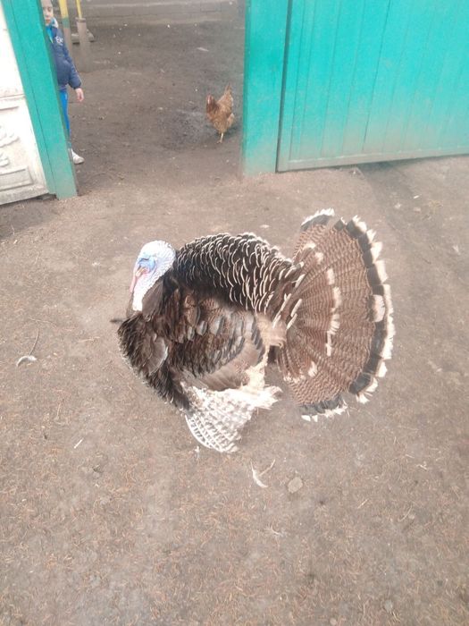 Акція!!! Інкубаційні  Супер яйця!