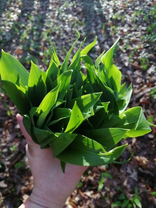 Pesto czosnek niedźwiedzi