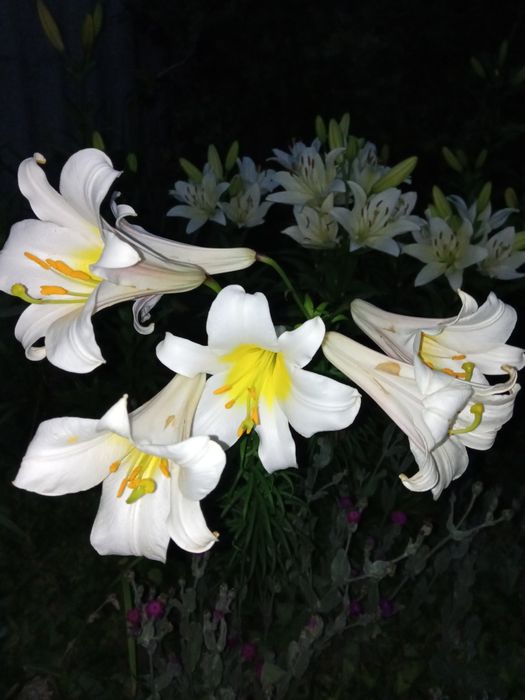 Лілія ,юка продам