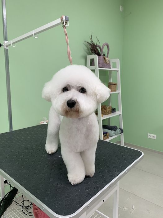 Бішон фрізе в'язка