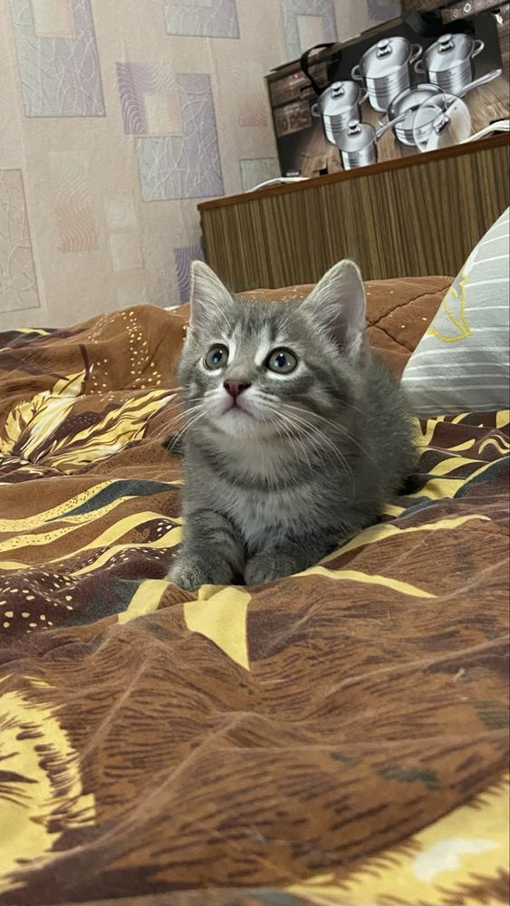Віддамо дівчинку в хороші руки