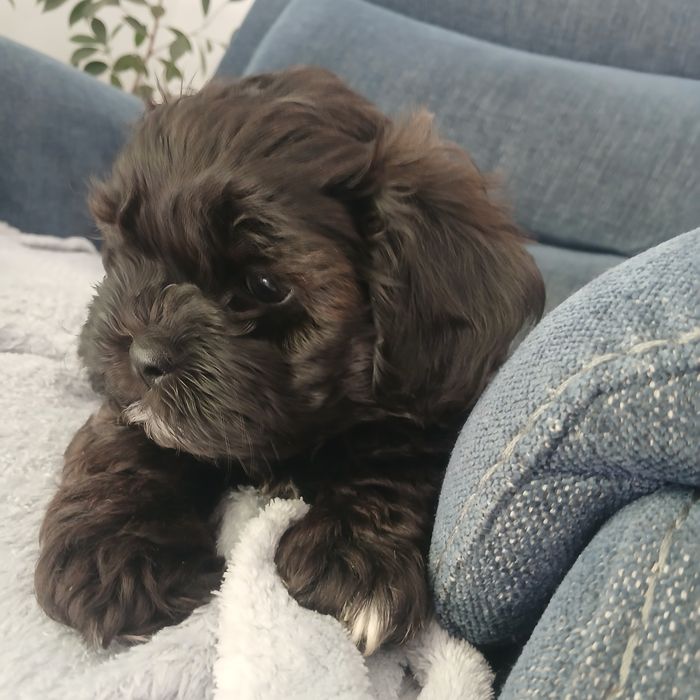 Pies samiec Shihpoo – Pudel miniatura red i Shih tzu tricolor.