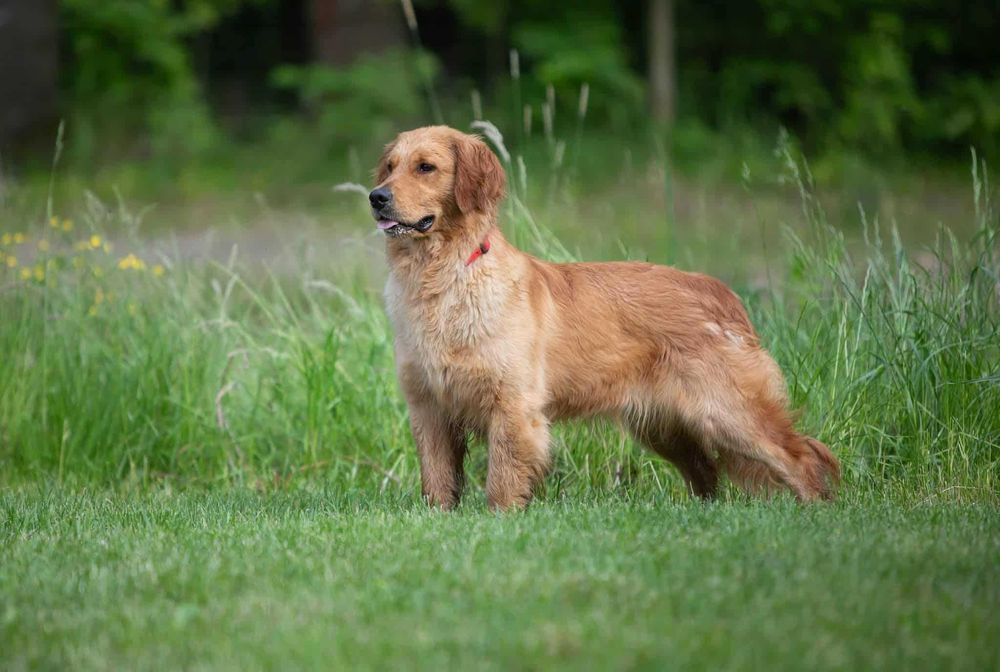 Suczka Golden Retriever ZKwP/FCI - linia amerykańska