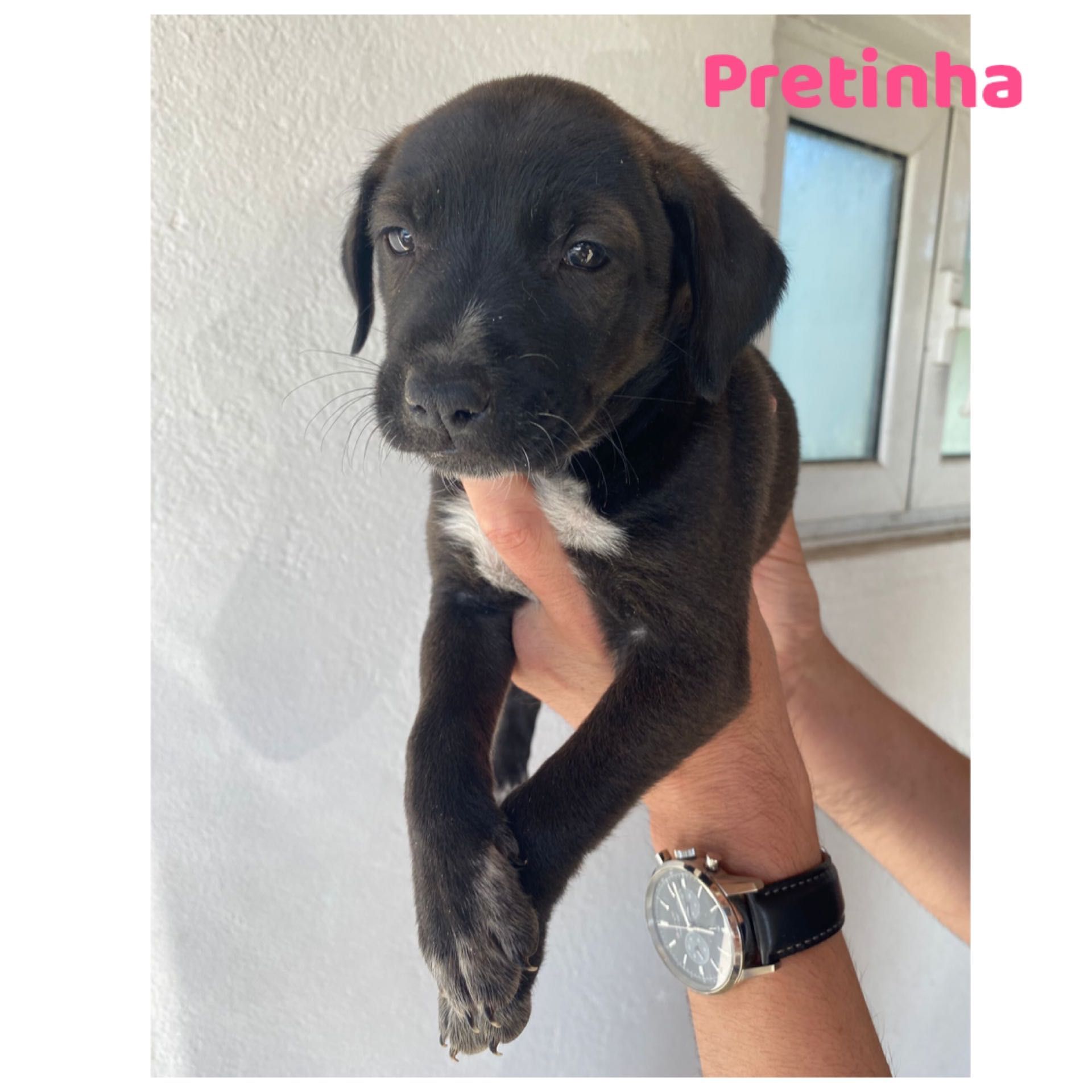 Cachorrinhos 2 meses adoção responsável