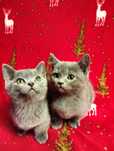 Котята породы Манчкин