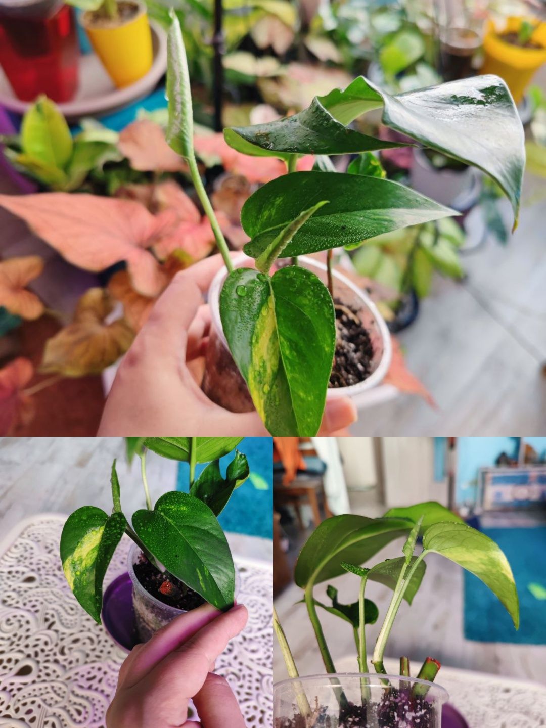 Epipremnum pinnatum Cintho Goldfinger