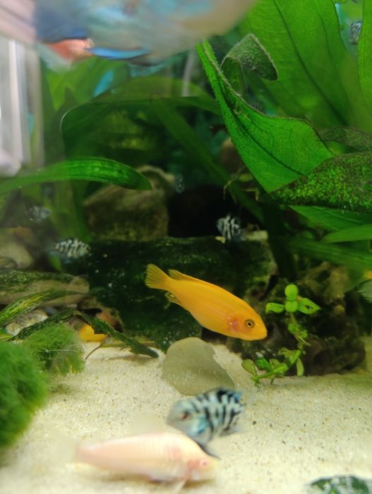 Сапфіровий папуга