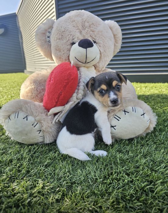 Jack Russell menina linda