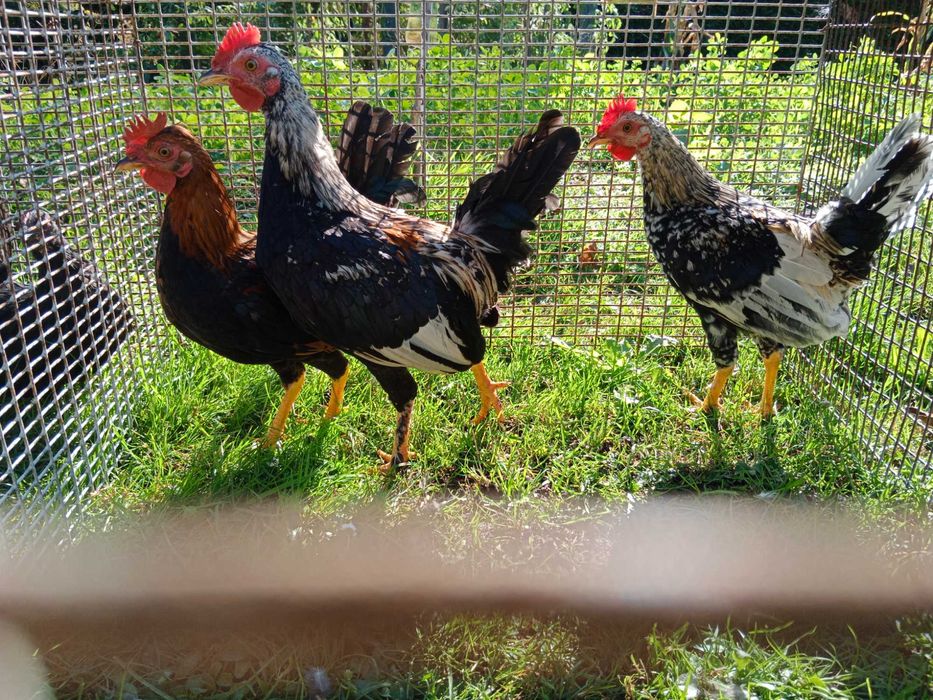 Sprzedam koguty karzełek polski